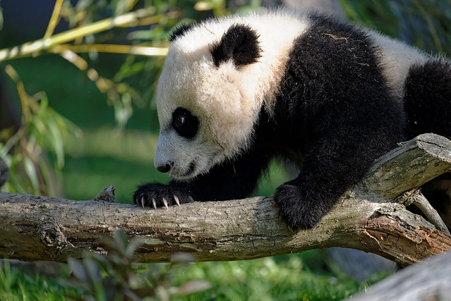 Bei Bei Panda at National Zoo