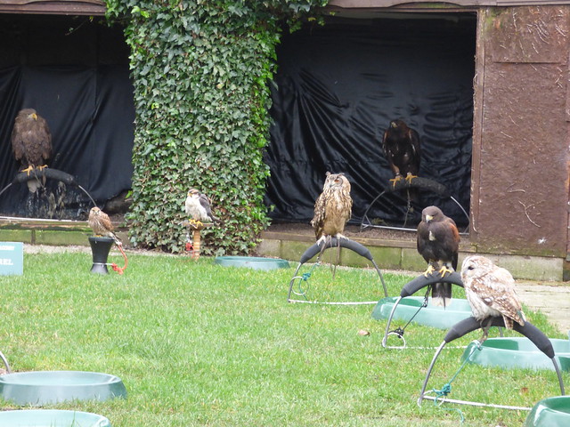 Blakemere Craft Centre - Cheshire Falconry - Bird of Prey Centre - owls, falcons and kestrels