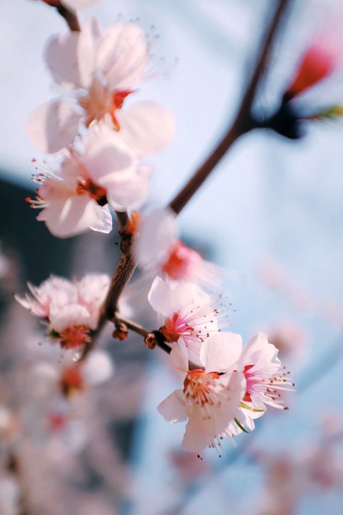 山桃 山桃 学名 Prunus Davidiana 又名山毛桃 花桃等 蔷薇科李属的植物 为中国的特有植物 Flickr
