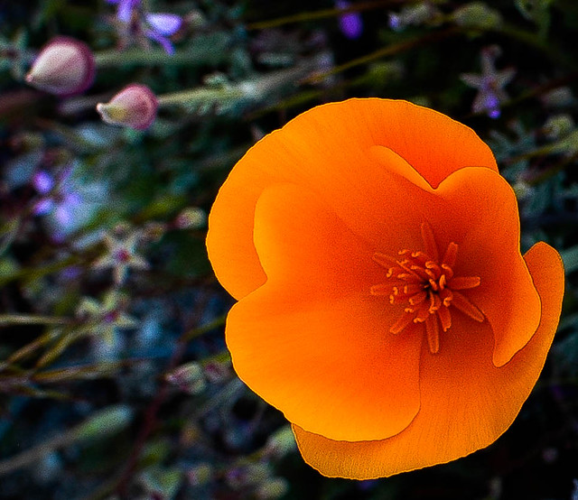 California Poppy3