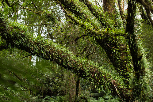 australia greatoceanroad melbagully rainforest victoria forest lavershill canonef100mmf28lisusmmacro canoneos5dmkiii