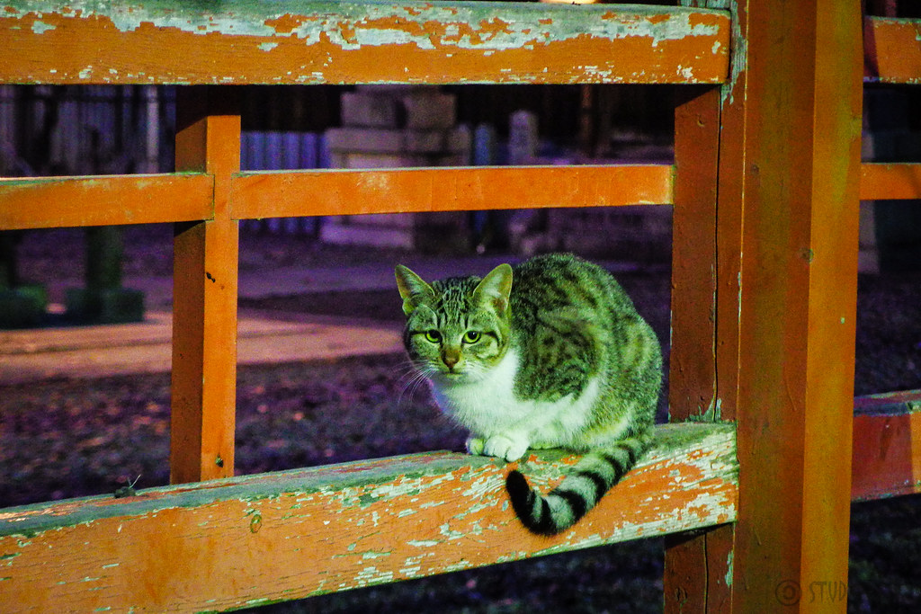 Today's Cat20160105 masatsu Flickr