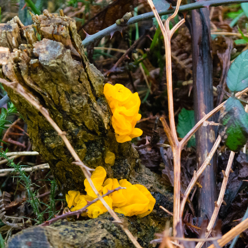 Witch's butter growing on blackthorn stump