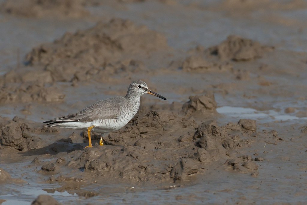 Tringa brevipes | Grey-tailed Tattler | sibirisk gråsnäppa