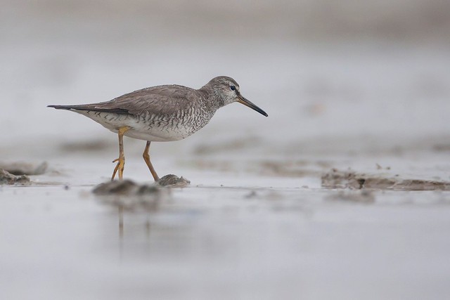 Tringa brevipes | Grey-tailed Tattler | sibirisk gråsnäppa