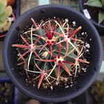 好喜歡啊（翻滾（≧∇≦））強刺仙人掌 「真珠」。資料有點難找，後來才查到學名：Ferocactus recurvus 在國光看到覺得刺超美，但是沒這麼紅，這幾天太陽一曬，紅吱吱的！而且這個角度刺好像圈成一個圓，Cool !   #真珠 #仙人掌 #強刺 #多肉 #多肉植物 #多肉ちゃん #園藝 #cactus #cactaceae #red #succulent #succulents #plant #garden #ferocactus #ferocactusrecurvus #taiwan #taic