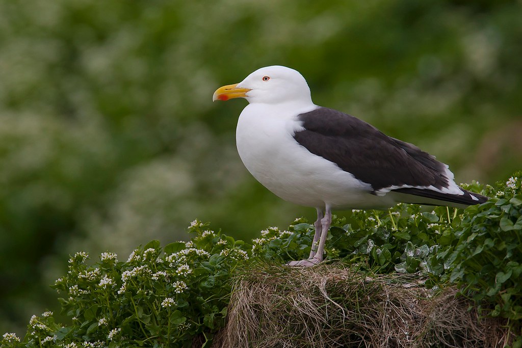 Larus marinus | Great Black-backed Gull | havstrut