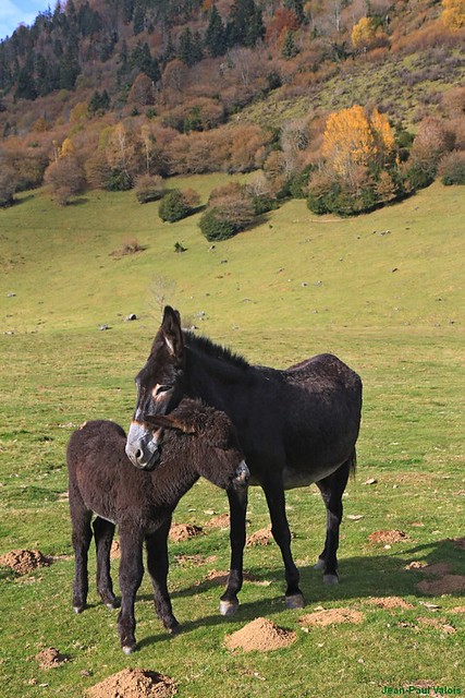 Câlin, version ânes / Cuddle at donkeys