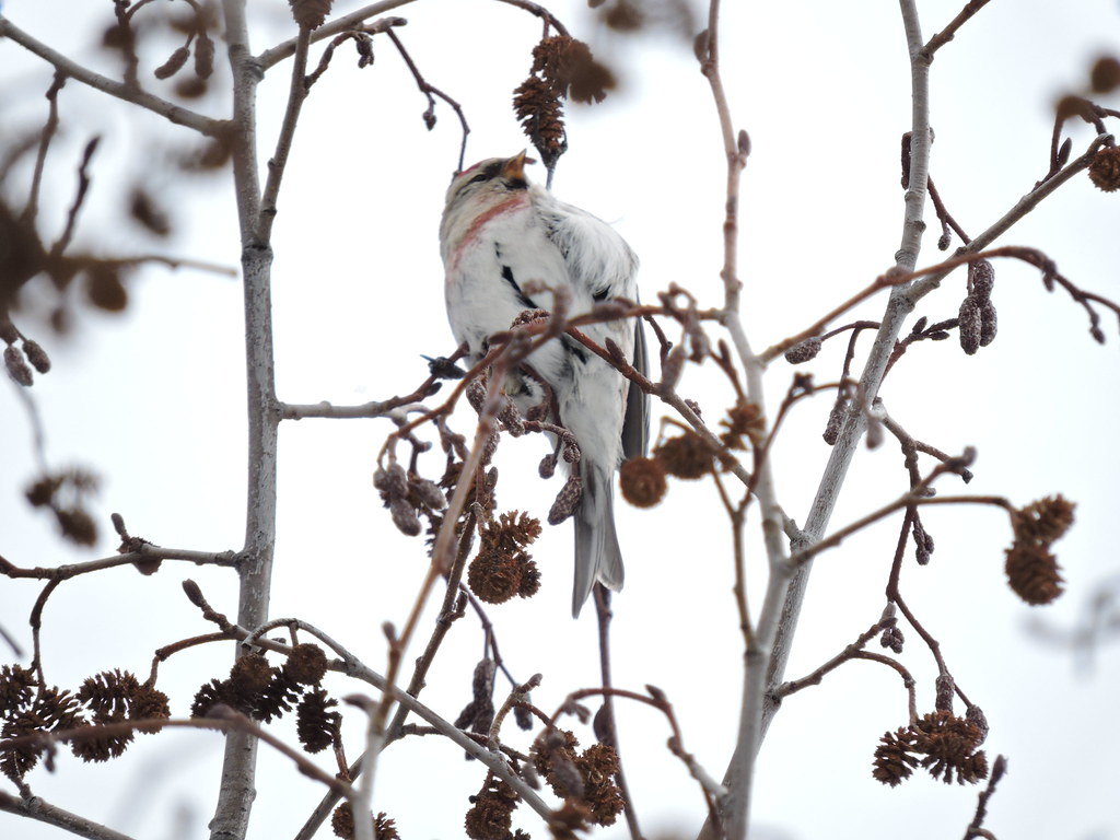 Possible Hoary Redpoll