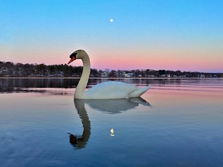 Swan And Full Moon At Sunset