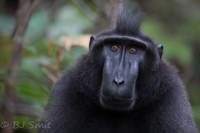 Celebes crested macaque (Macaca Nigra)