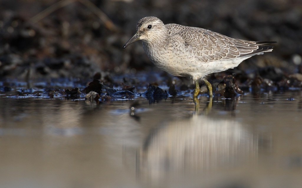 Calidris canutus | Red Knot | kustsnäppa