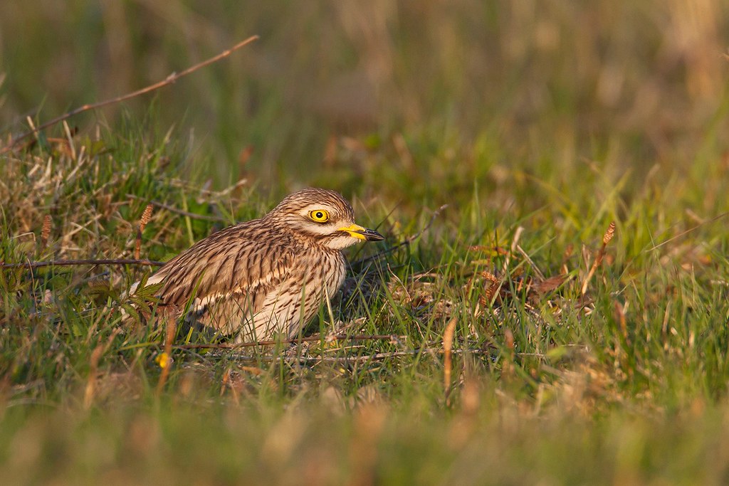 Burhinus oedicnemus | Eurasian Stone-curlew | tjockfot