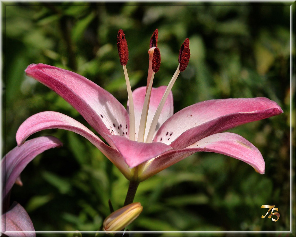 Pink Asiatic Lily Open To The Sun