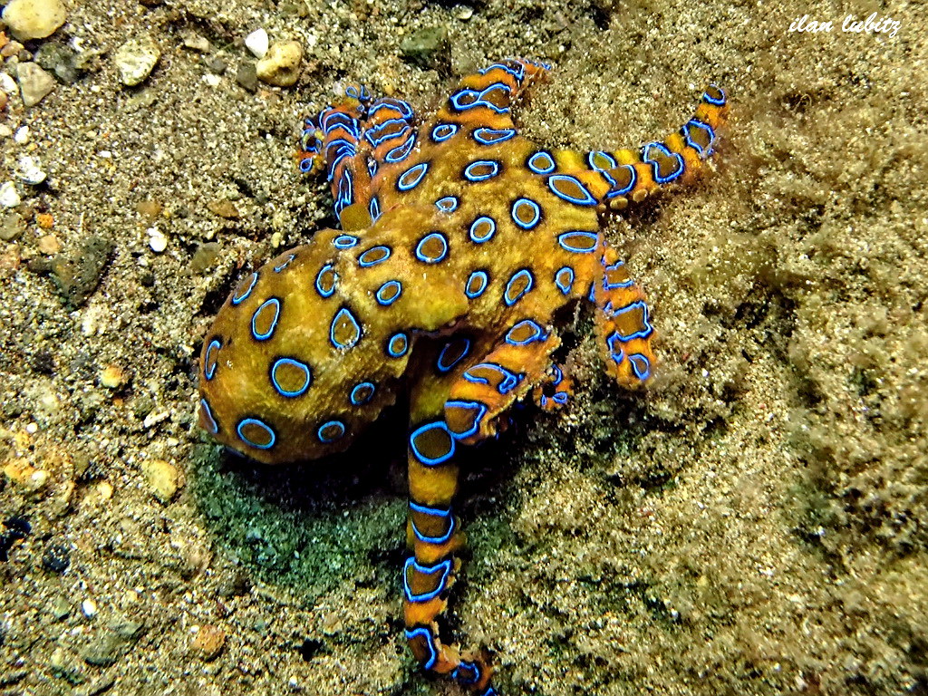 Top 20 Animals That Are Cute But Deadly Animals blue-ringed octopus
