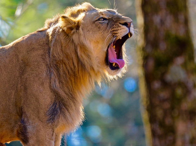 Yawning Lion #1