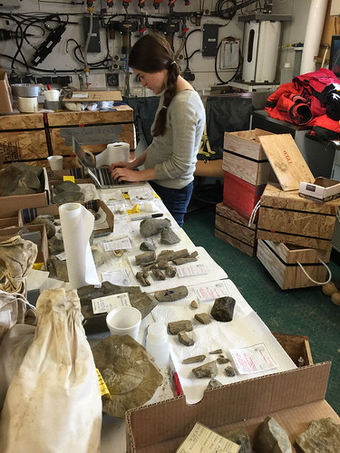 Abagael West cataloguing fossils