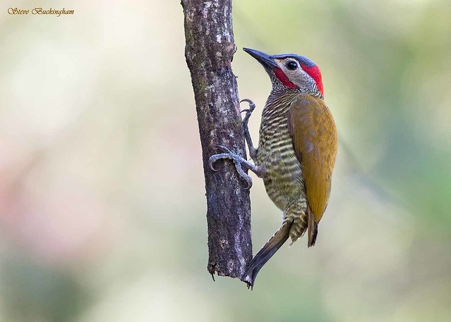 Golden-olive Woodpecker - this one was pecking on a dead branch that hung straight down, which looks kind of odd