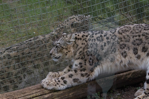Separated snow leopards | by Dissonancefalling