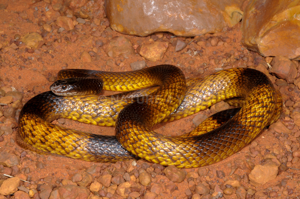 Top 7 most venomous snakes in the world