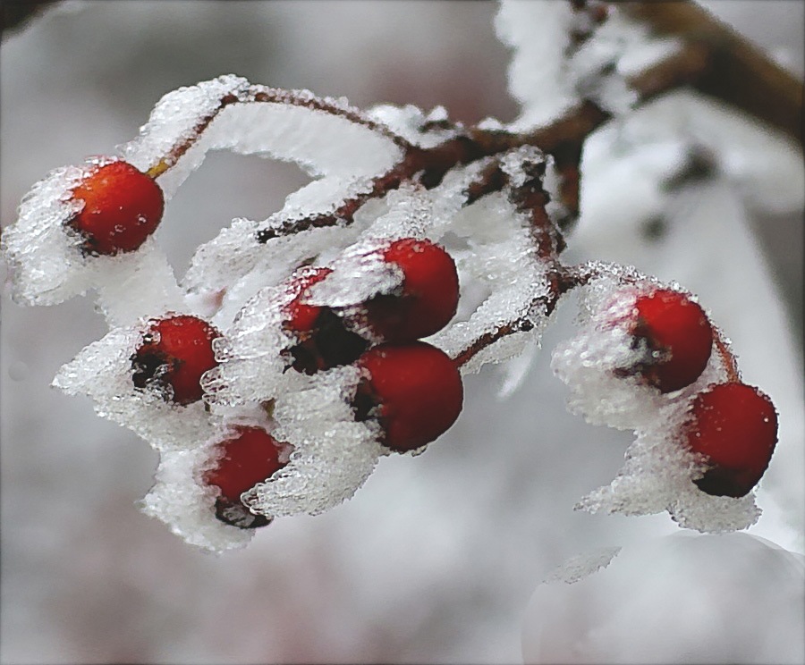 Frozen berries for the birds at Christmas. by algo