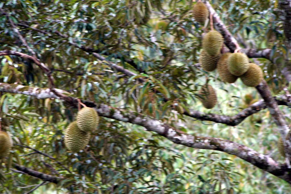 Durian Tree | sj liew | Flickr