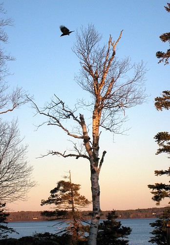 tree bird sunrise maine birch crow mountdesertisland mdi project365 salisburycove