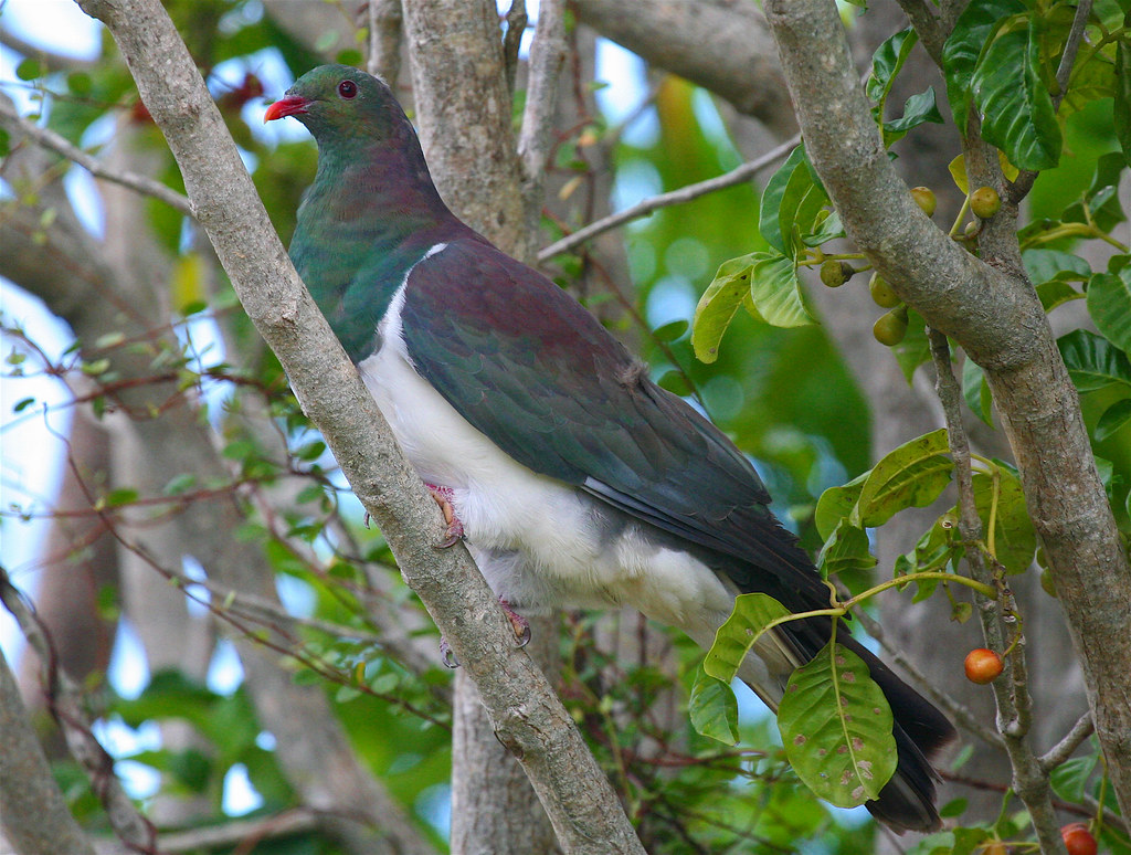 NZ Native Pigeon