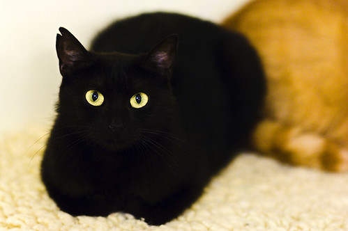 Cat eyes on black body