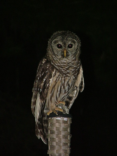 backyard owl 004 | by shanus555