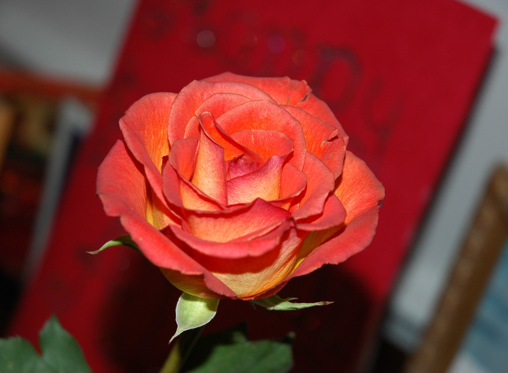 Birthday Red (Rose)