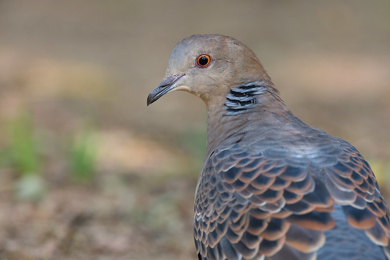 Streptopelia orientalis | Oriental Turtle Dove | större turturduva