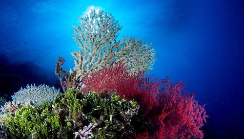 Diving