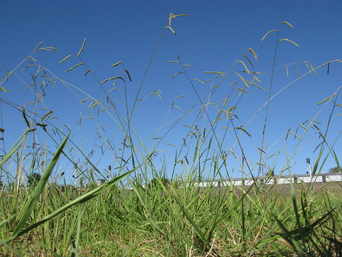 grass common poaceae introduced paspalum dilatatum