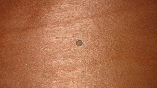 Schale der Muschel Cardiola