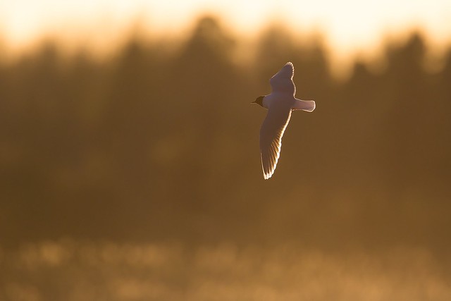 Hydrocoloeus minutus | Little Gull | dvärgmås