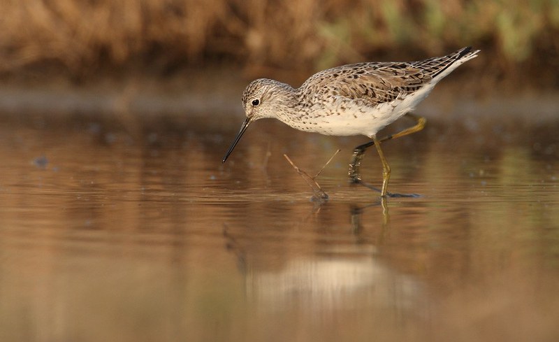 Tringa stagnatilis | Marsh Sandpiper | dammsnäppa