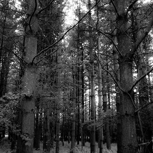 trees summer blackandwhite bw monochrome forest square landscape blackwhite still woods nikon quiet branches treetrunk stillness d5000 cubamarshforestpreserve noahbw