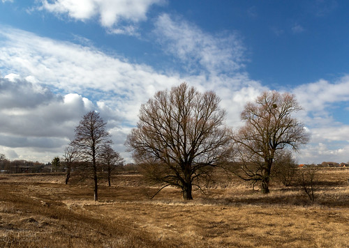cloud grass insrerburg landscape sky skyline tree winter горизонт дерево зима небо облако пейзаж трава черняховск