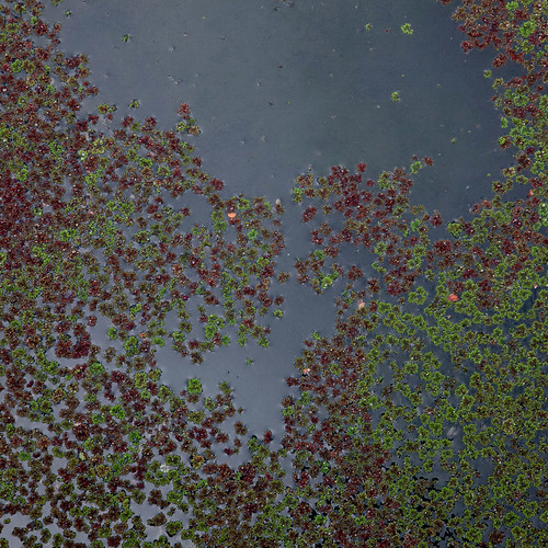 green-and-purple-pond-flora