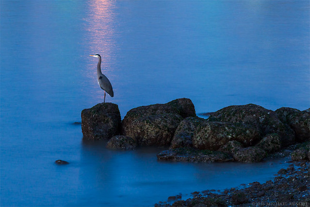 Great Blue Heron at English Bay