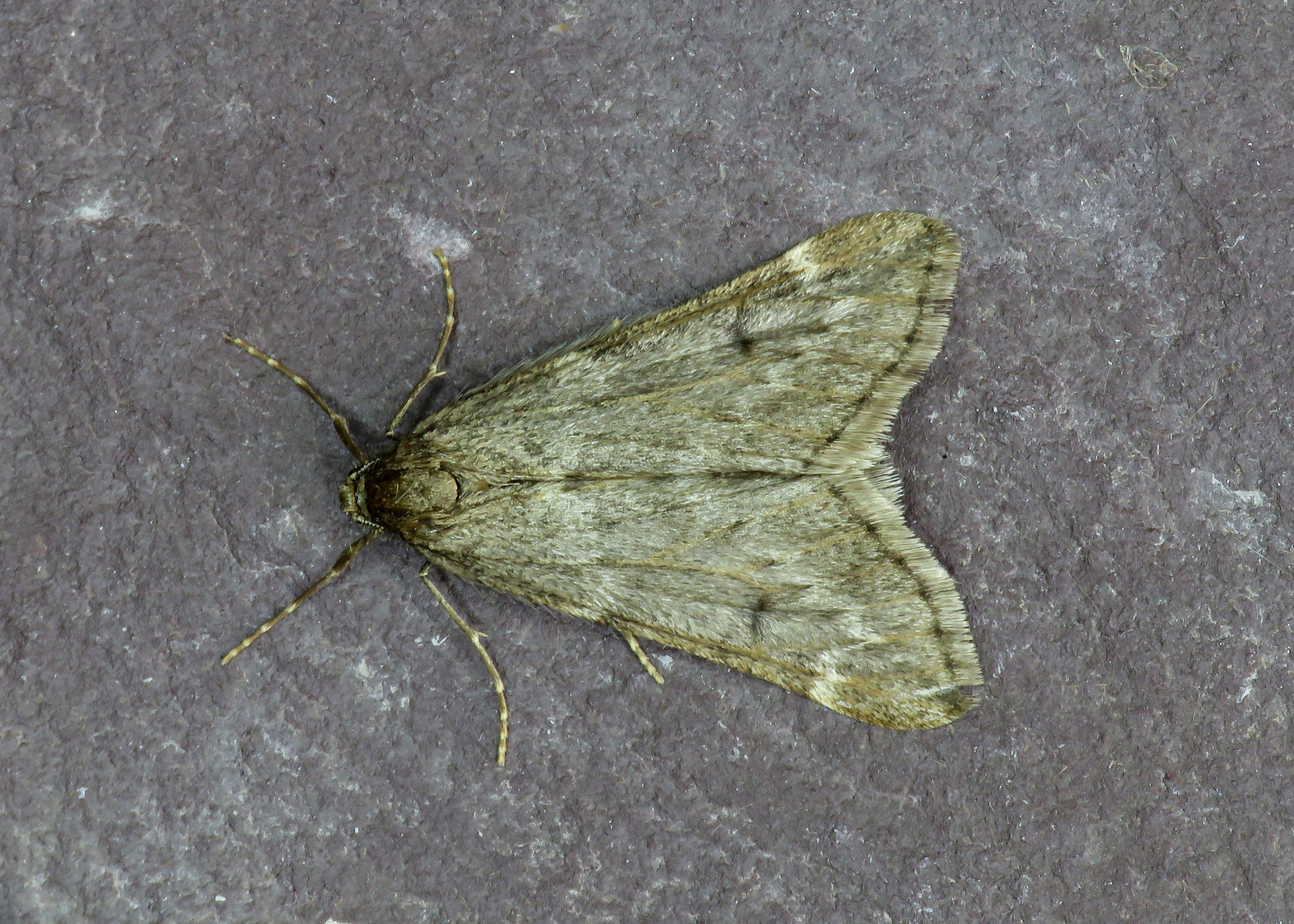 70.245 March Moth - Alsophila aescularia
