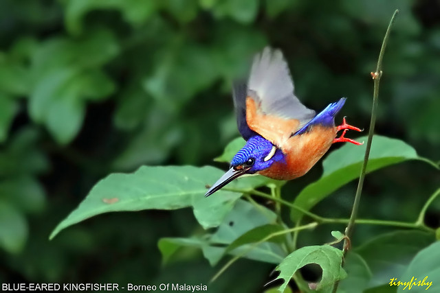 (673a) Blue-Eared Kingfisher - [ Kinabatangan River, Borneo, Malaysia ]