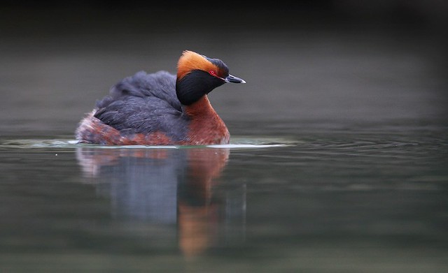 Podiceps auritus | Horned Grebe | svarthakedopping