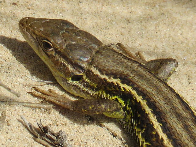 Psammodromus (Psammodromus jeanneae ) Lizard
