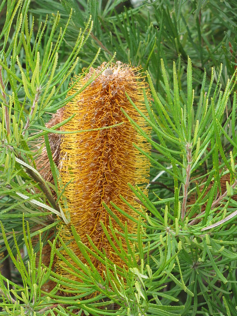 starr-110307-2477-Banksia_spinulosa_var_collina-flowers_and_leaves-Kula_Botanical_Garden-Maui