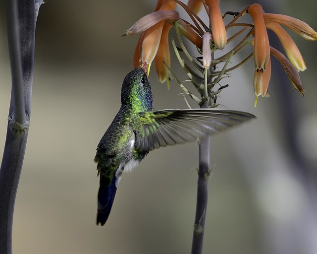 male Broad-bill Hummingbird