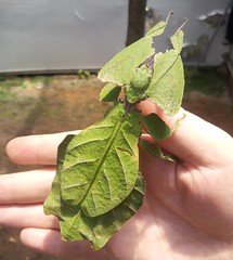 Это не листья,  это такое насекомое  которое маскируется  под листья. ||| 'Сад Бабочек', Нагорье Камерон, Малайзия |||
