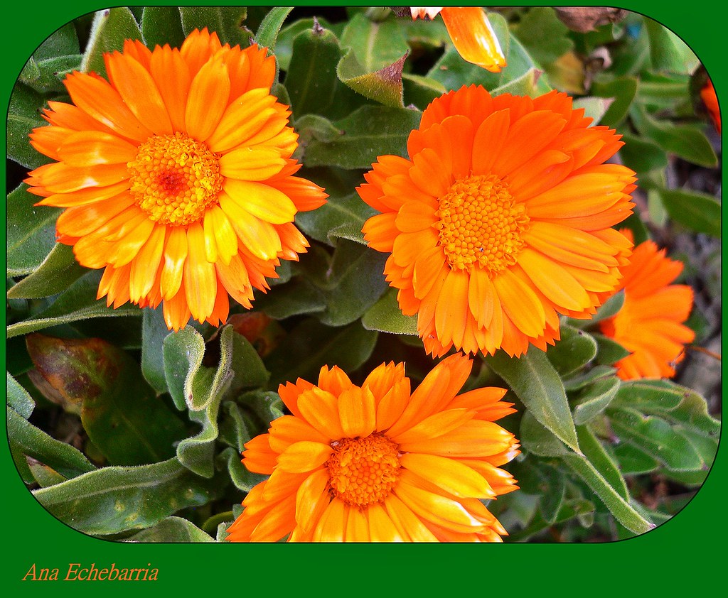 Flores de color naranja | El naranja significa entusiasmo y … | Flickr
