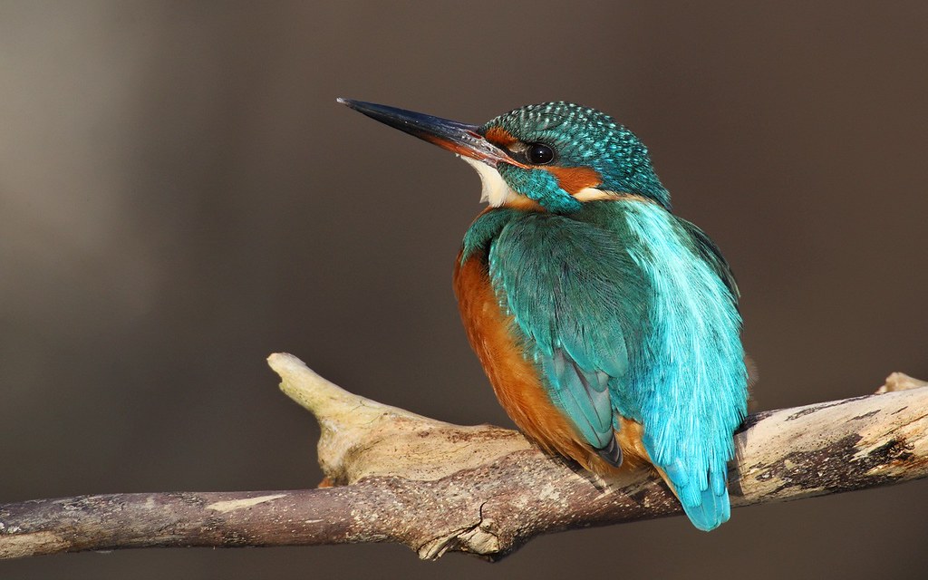 Alcedo atthis | Common Kingfisher | kungsfiskare